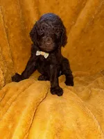 Little Man, a male Goldendoodle for sale in Fort Lauderdale, FL – 2 of 6