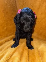 Maya, a female Goldendoodle for sale in Fort Lauderdale, FL – 4 of 4