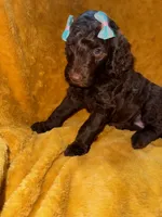 Blue, a male Goldendoodle for sale in Fort Lauderdale, FL – 2 of 4