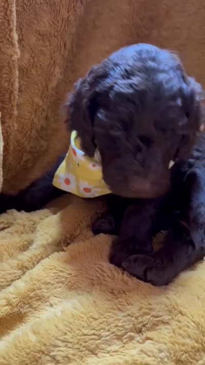 Bobby Brown, a male Goldendoodle for sale in Fort Lauderdale, FL – 4 of 4