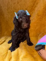 Blue, a male Goldendoodle for sale in Fort Lauderdale, FL – 4 of 4