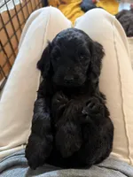 Maya, a female Goldendoodle for sale in Fort Lauderdale, FL – 2 of 4