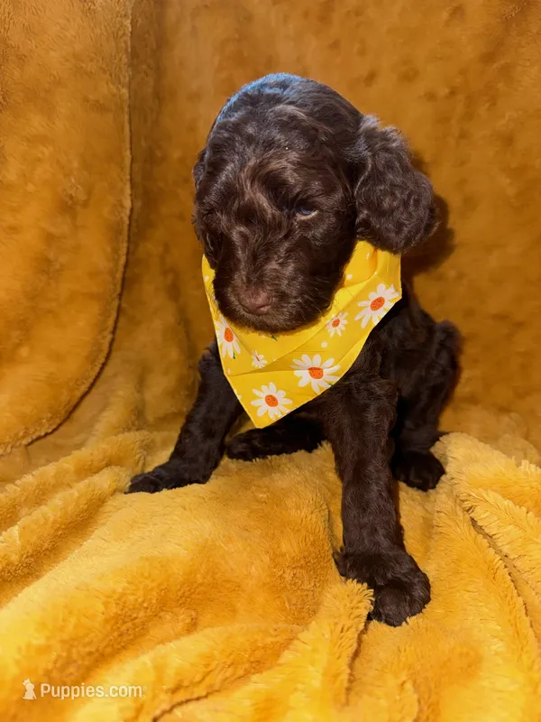 Bobby Brown – Goldendoodle puppy for sale in Fort Lauderdale, FL