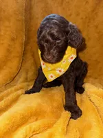Bobby Brown, a male Goldendoodle for sale in Fort Lauderdale, FL – 1 of 4