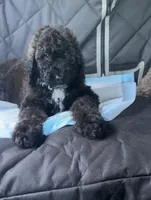 Tux, a male Goldendoodle for sale in Fort Lauderdale, FL – 2 of 4