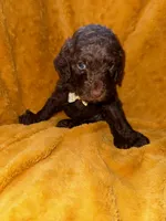 Little Man, a male Goldendoodle for sale in Fort Lauderdale, FL – 3 of 6