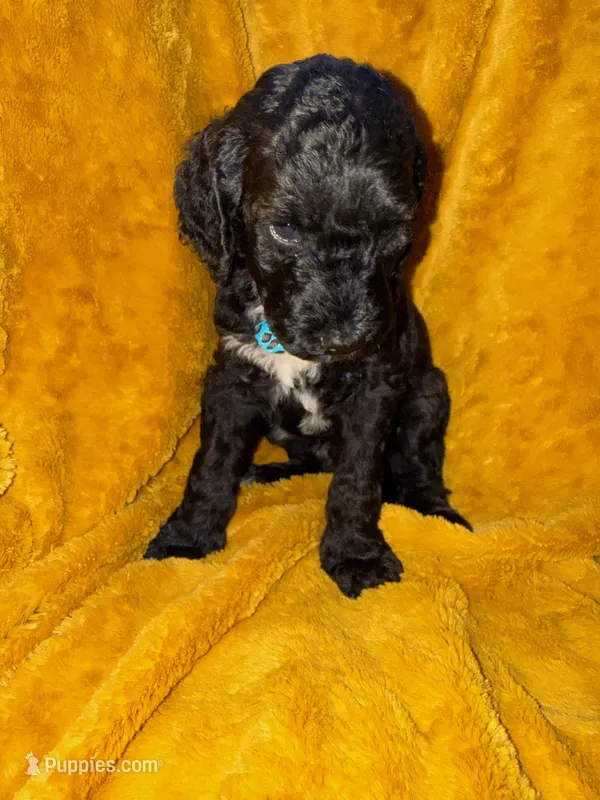 Tux – Goldendoodle puppy for sale in Fort Lauderdale, FL