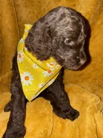Bobby Brown, a male Goldendoodle for sale in Fort Lauderdale, FL – 3 of 4