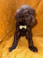 Little Man, a male Goldendoodle for sale in Fort Lauderdale, FL – 5 of 6