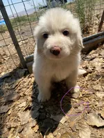 No name, a female Great Pyrenees for sale in Delta, CO – 1 of 1