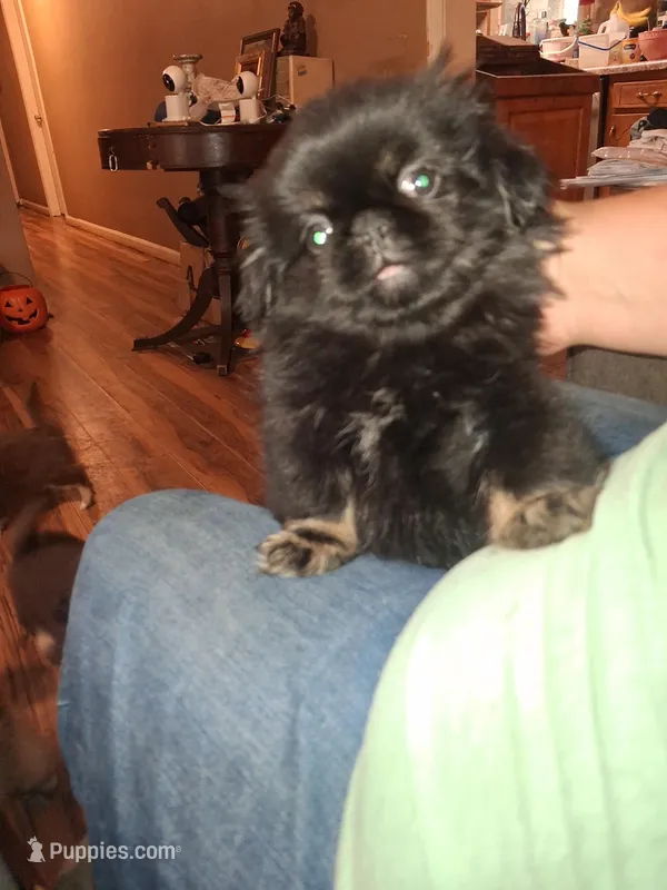 Silver feet – Pekingese puppy for sale in Montevallo, AL