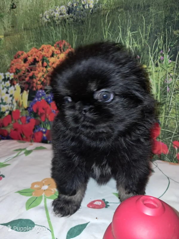 Silver feet – Pekingese puppy for sale in Montevallo, AL