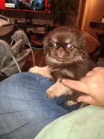 Chocolate kiss, a female Pekingese for sale in Montevallo, AL – Photo 5 of 5