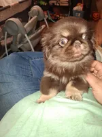 Chocolate kiss, a female Pekingese for sale in Montevallo, AL – Photo 4 of 5
