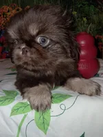 Chocolate kiss, a female Pekingese for sale in Montevallo, AL – Photo 1 of 2