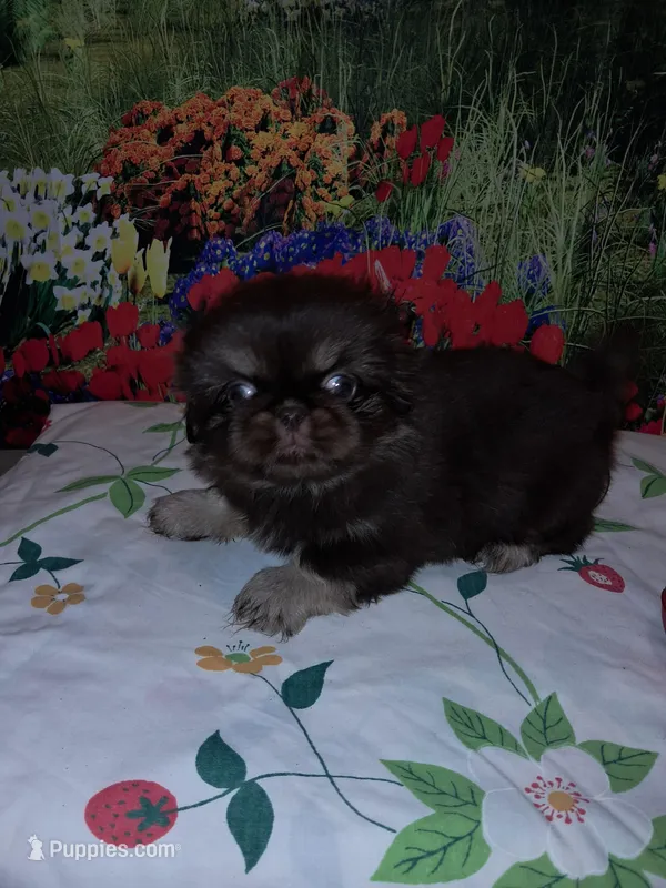 Chocolate kiss – Pekingese puppy for sale in Montevallo, AL
