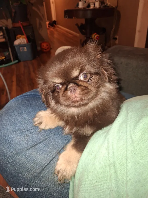 Chocolate kiss – Pekingese puppy for sale in Montevallo, AL