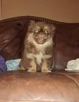 Rusty, a male Pekingese for sale in Montevallo, AL – Photo 3 of 3