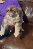 Rusty, a male Pekingese for sale in Montevallo, AL – Photo 2 of 3