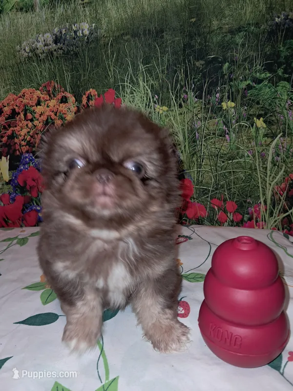 Rusty – Pekingese puppy for sale in Montevallo, AL