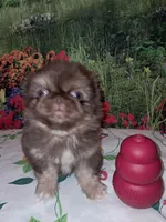Rusty, a male Pekingese for sale in Montevallo, AL – Photo 1 of 3