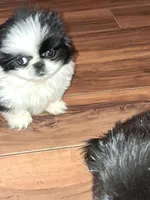 Female pup black/white, a female Pekingese for sale in Montevallo, AL – Photo 7 of 7