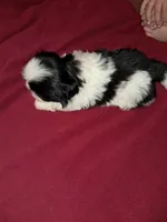Female pup black/white, a female Pekingese for sale in Montevallo, AL – Photo 2 of 7