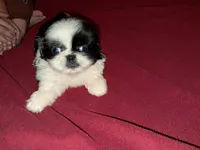 Female pup black/white, a female Pekingese for sale in Montevallo, AL – Photo 4 of 7