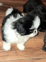 Female pup black/white, a female Pekingese for sale in Montevallo, AL – Photo 6 of 7