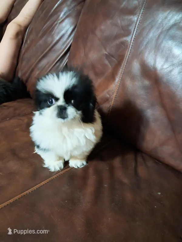 Female pup black/white