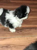 Female pup black/white, a female Pekingese for sale in Montevallo, AL – Photo 5 of 7