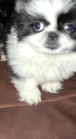 Female pup black/white, a female Pekingese for sale in Montevallo, AL – Photo 3 of 7