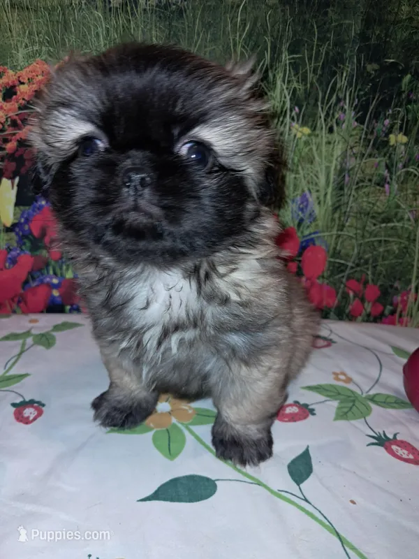 Annie ann – Pekingese puppy for sale in Montevallo, AL
