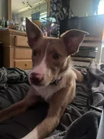 Joey, a female Border Collie and Cardigan Welsh Corgi for sale in Erlanger, KY – Photo 3 of 5