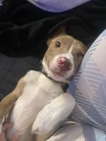 Joey, a female Border Collie and Cardigan Welsh Corgi for sale in Erlanger, KY – Photo 4 of 5