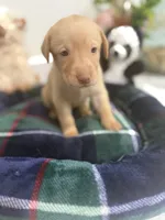 Tim, a male Labrador Retriever for sale in Fort Lauderdale, FL – 2 of 4