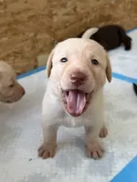Duton, a male Labrador Retriever for sale in Fort Lauderdale, FL – 5 of 5