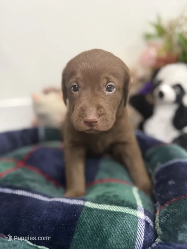 Thor – Labrador Retriever puppy for sale in Fort Lauderdale, FL