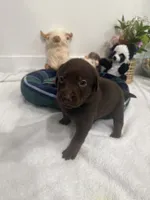 Lucky, a male Labrador Retriever for sale in Fort Lauderdale, FL – 4 of 4