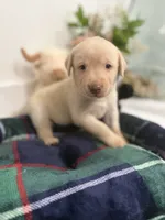 Lala, a female Labrador Retriever for sale in Fort Lauderdale, FL – 4 of 7