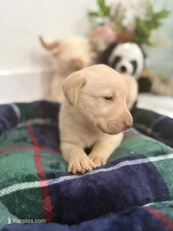 Duton – Labrador Retriever puppy for sale in Fort Lauderdale, FL