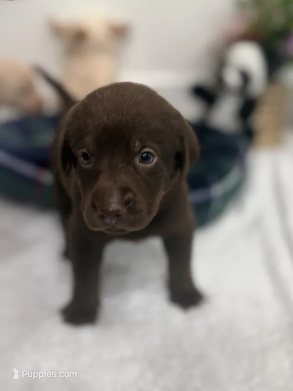 Runer – Labrador Retriever puppy for sale in Fort Lauderdale, FL