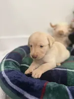 Lala, a female Labrador Retriever for sale in Fort Lauderdale, FL – 7 of 7