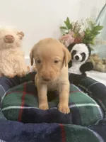 Tim, a male Labrador Retriever for sale in Fort Lauderdale, FL – 4 of 4