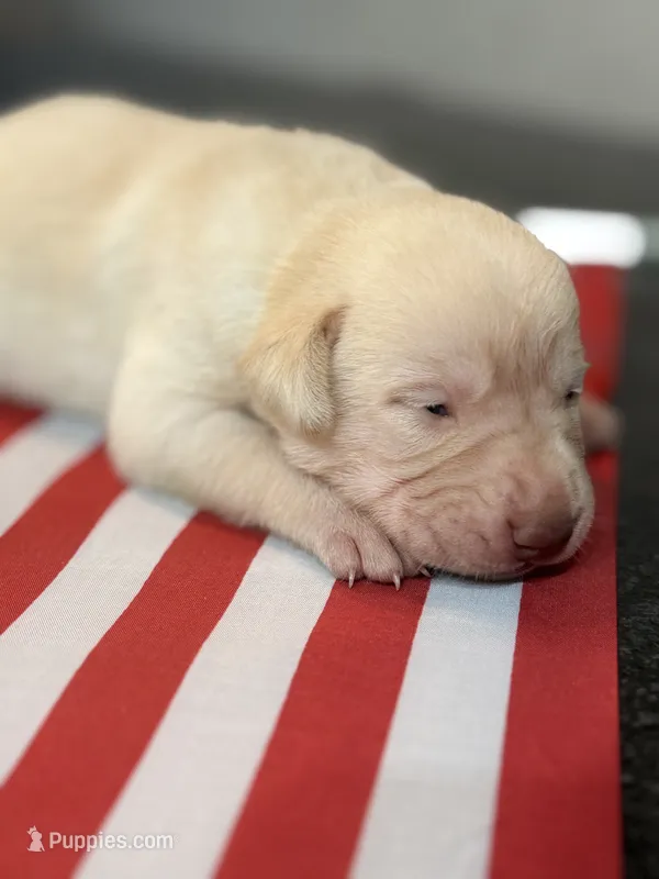 Bob – Labrador Retriever puppy for sale in Fort Lauderdale, FL