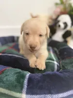 Lala, a female Labrador Retriever for sale in Fort Lauderdale, FL – 3 of 7
