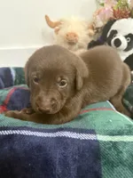 Jack, a male Labrador Retriever for sale in Fort Lauderdale, FL – 2 of 5