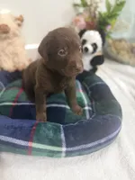 Lucky, a male Labrador Retriever for sale in Fort Lauderdale, FL – 3 of 4