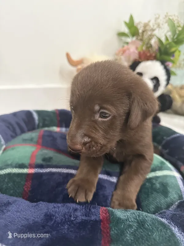 Jack – Labrador Retriever puppy for sale in Fort Lauderdale, FL