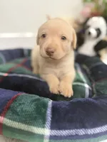 Lala, a female Labrador Retriever for sale in Fort Lauderdale, FL – 1 of 7